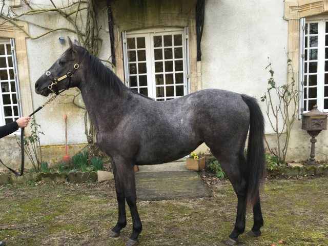 Haras De La Cochere - Gouffern en Auge - +33 2 78 77 16 57