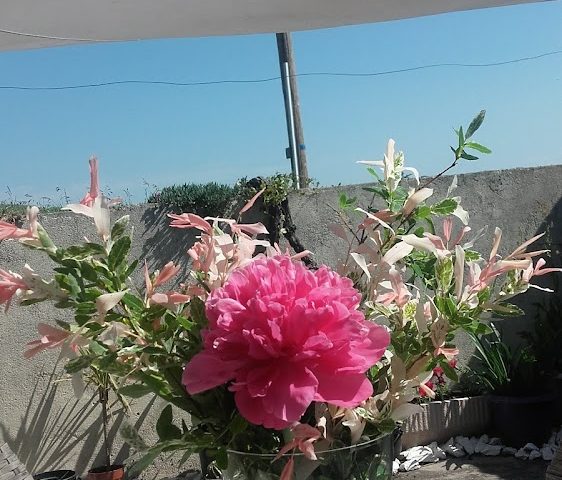 Pommiers-Moulons - Pommiers-Moulons -