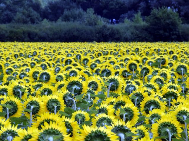 Marchenoir - Marchenoir -