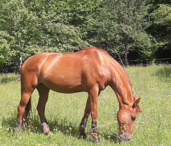 Centre Equestre Perche Réno - La Chapelle-Montligeon - +33 6 13 20 63 46