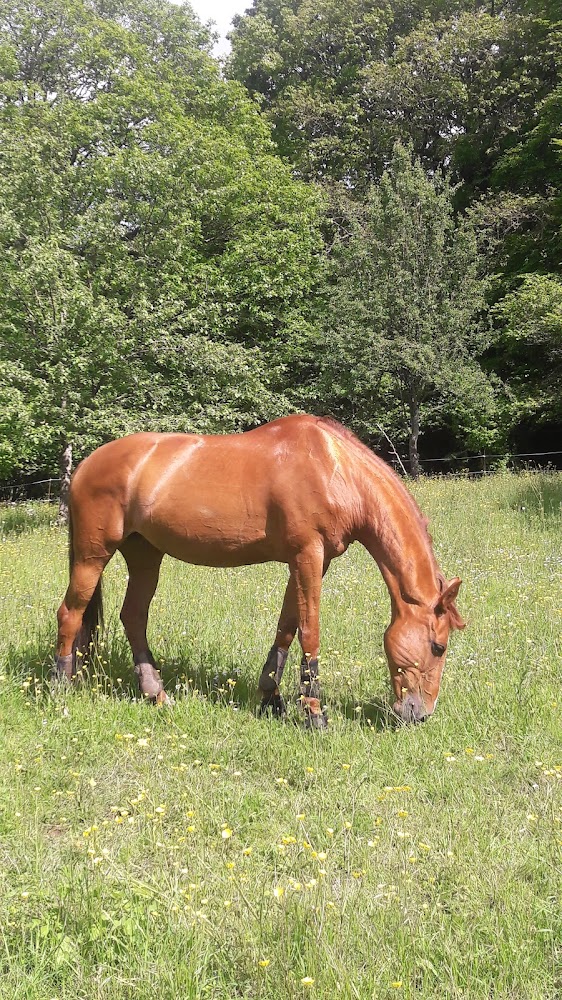 Centre Equestre Perche Réno