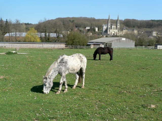 Les Ecuries du Shamrock - La Chapelle-Montligeon - +33 6 21 35 10 06